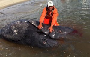 conjoined whale1