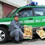 forestale