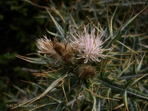 Cardo Gennargentu_Lamyropsis microcephala _G. Bacchetta_3