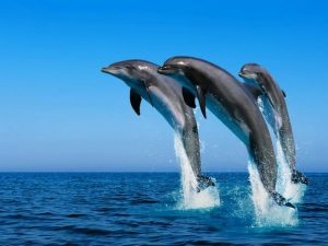 DELFINI