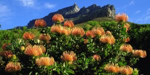 FYNBOS - Copia