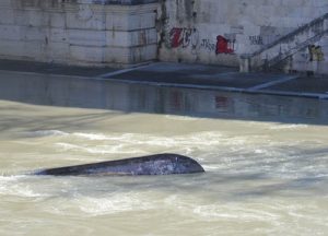 barcone-tevere-2