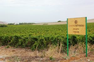 Foto Vigneti 7