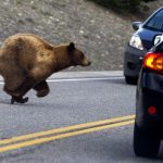 orso