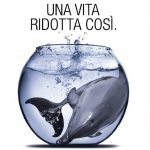 Animalisti-delfini