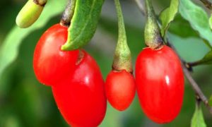 BACCHE GOJI