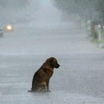 cane_meteo
