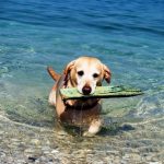 Salvaging board