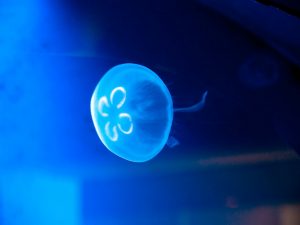 medusa quadrifoglio01