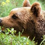 orso