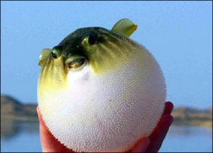 pesce palla 03