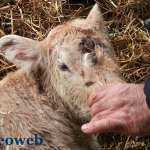 vitellino con tre occhi _ bis