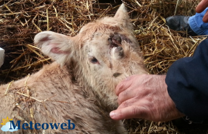 vitellino con tre occhi _ bis