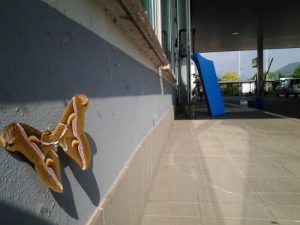 Foto E_Moretto  (2)