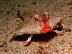 PESCE PIPISTRELLO 1