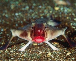 PESCE PIPISTRELLO