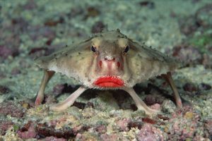 PESCE PIPISTRELLO COP