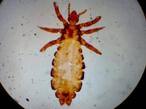 PIDOCCHIO OK 5