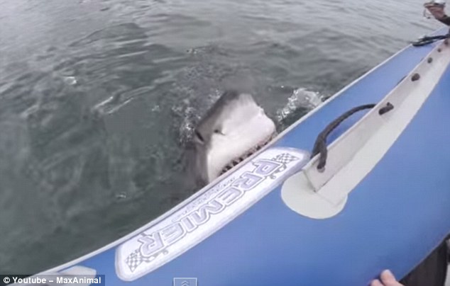 catamarano attaccato dagli squali