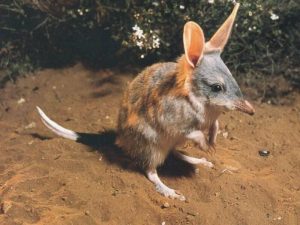 bandicoot