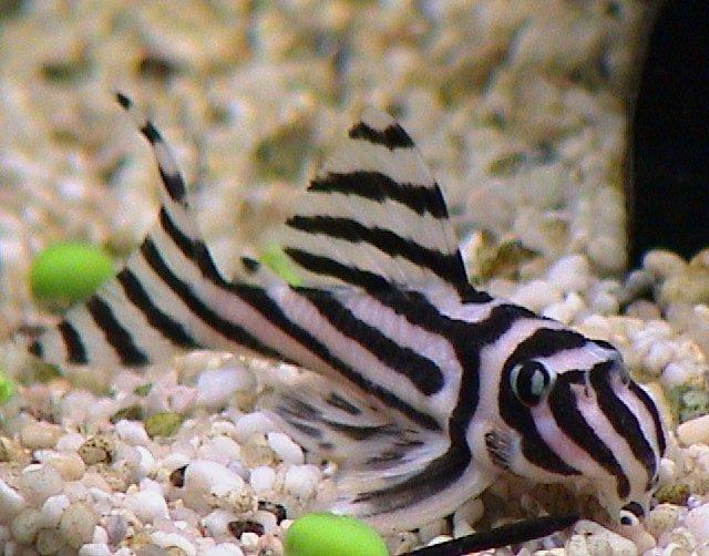 pesce-zebra