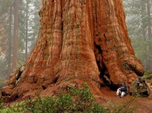 sequoie Hyperion albero