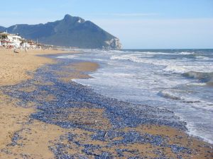 velella velella 03