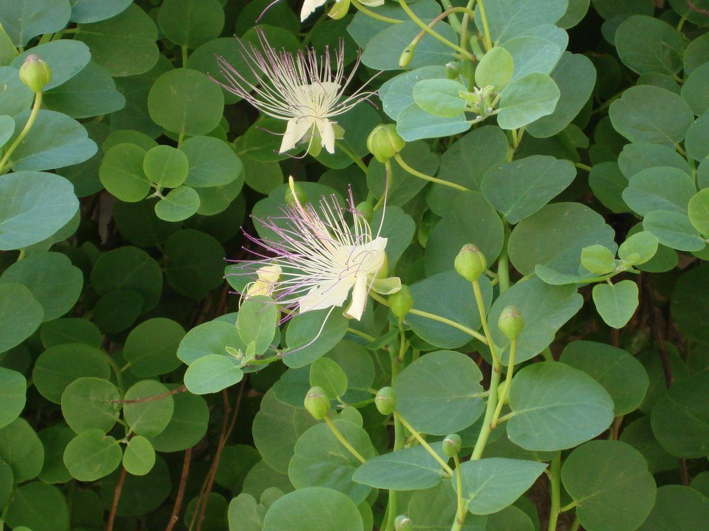 capperi