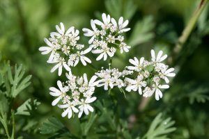 coriandolo sgonfiare la pancia