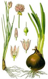 ERBA CIPOLLINA IMMAGINE