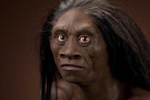Homo erectus 2
