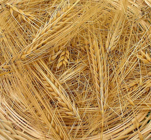 Malto D orzo Cos Propriet E Dove Si Compra MeteoWeb malto-d-orzo-cos-propriet-e-dove-si-compra-meteoweb