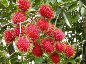 RAMBUTAN 2