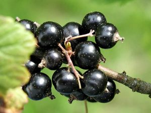 RIBES NERO 2