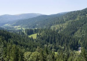 foresta-nera-germania