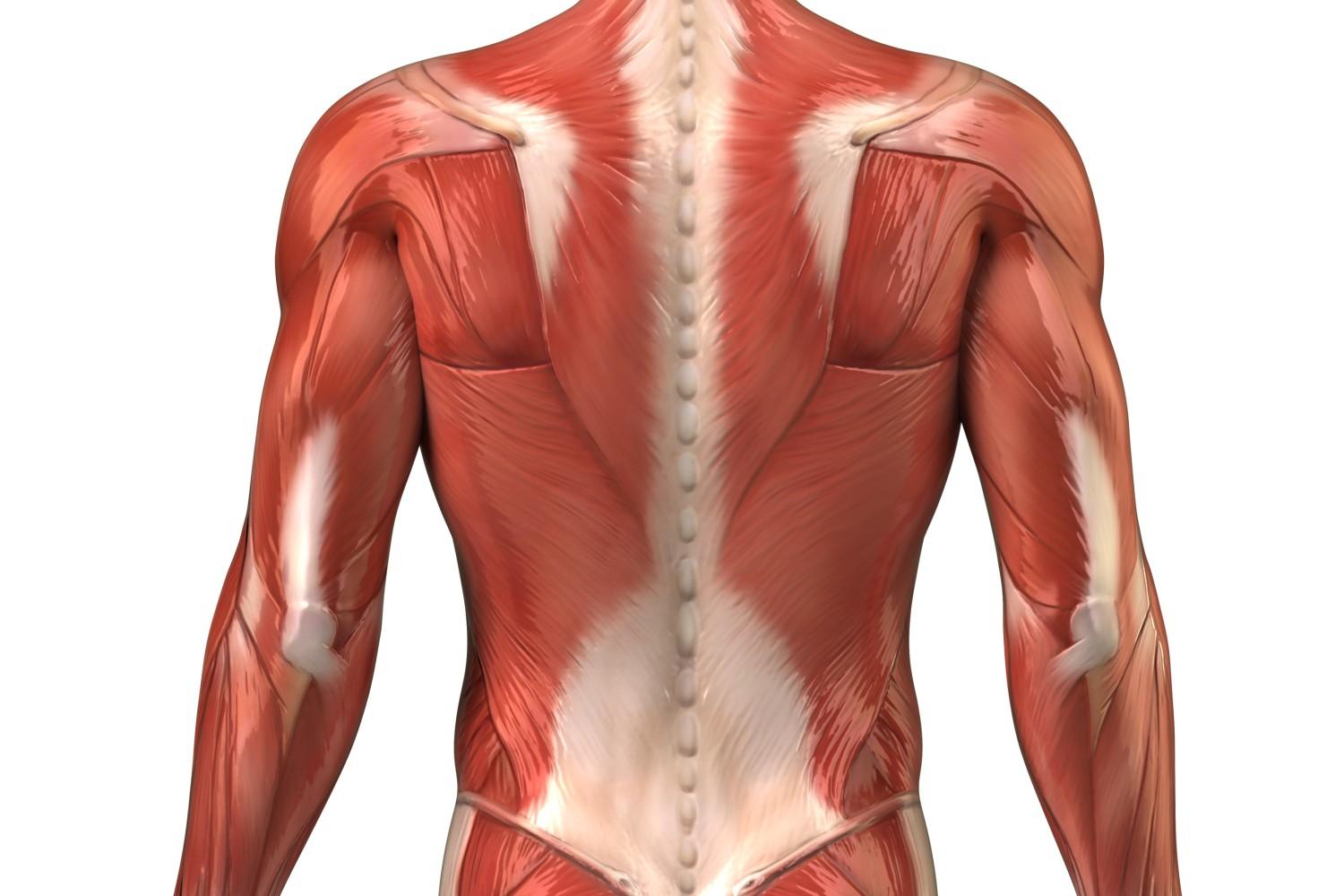 Красная поясница. Трехглавая мышца анатомия. Мышечный корсет. Мышечный корсет позвоночника. Мышцы спины анатомия.