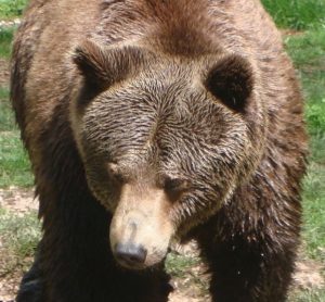 orso