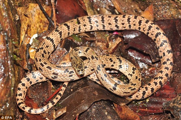 serpente lupo