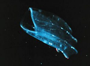 CombJelly_22217