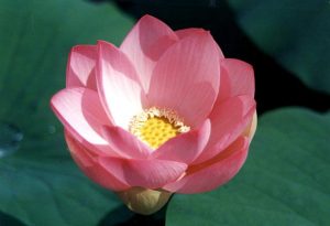FIORE DI LOTO 2