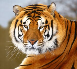 TIGRE 3