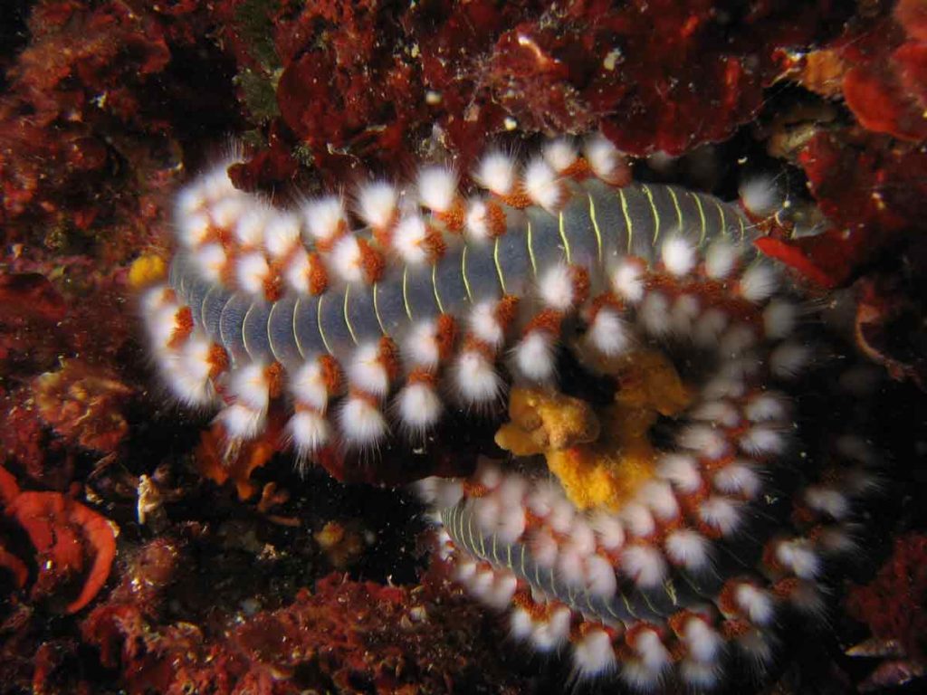 vermocane