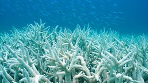 coralli bianchi