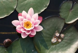 fiore di loto