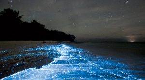 mare-di-stelle