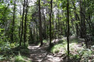seveso_parco-spina-verde (7)