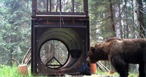 Orso Alpi Carniche