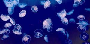 Le meduse riscontrate in questi giorni sul Baltico