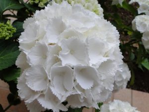 ORTENSIA BIANCA