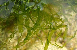 alga tossica